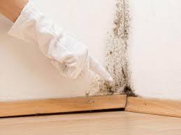 Best Environmental Consulting for Mold Prevention  in North Hills, NY